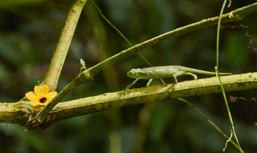 Kakamega Forest: Kenya’s Last Rain forest