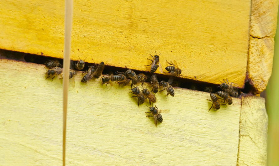 Harvesting Honey at Pepetwa Farms