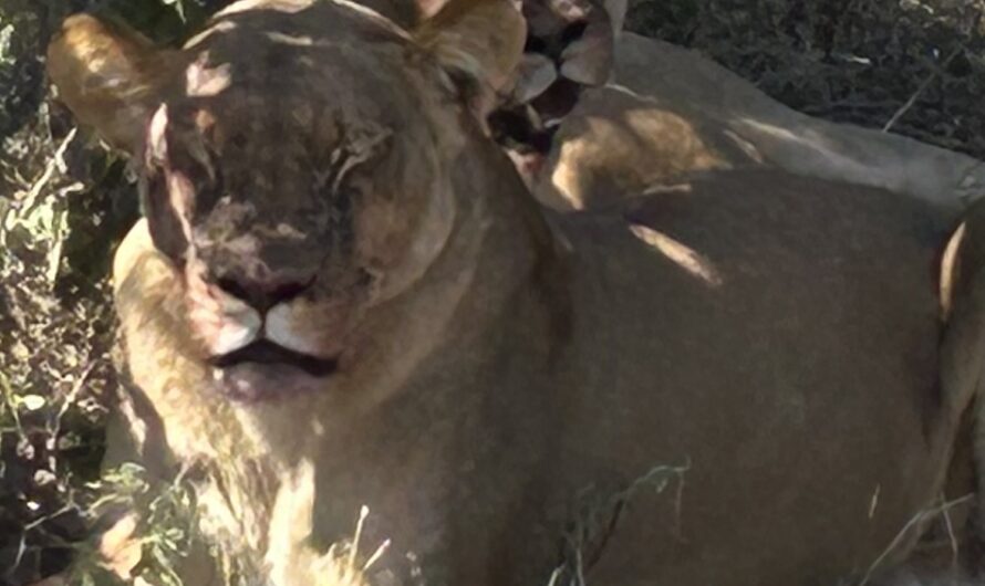 Chobe National Park: Comparison of two Safari Parks