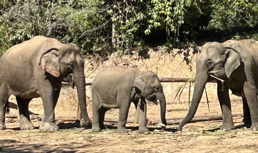 Elephant Jungle Sanctuary (THAILAND) vs. Elephant Conservation Center (LAOS): A Visitor’s Experience